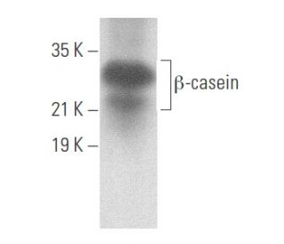 western blotting image from recommended &beta;-casein (H-4) monoclonal antibody replacement. Image 355643
