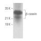 western blotting image from recommended β-casein (H-4) monoclonal antibody replacement. Image 355643