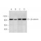 beta-catenin Antibody (A-12) - Western Blotting - Image 344069