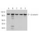 western blotting image from recommended beta-catenin (E-5) monoclonal antibody replacement. Image 362262