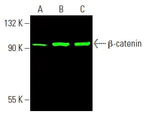 beta-catenin-antibody-e-5-