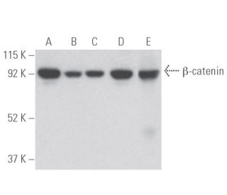 beta-catenin Antibody (H-1) - Western Blotting - Image 398066