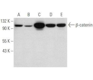 beta-catenin Antibody (E-2) - Western Blotting - Image 333824 