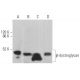 western blotting image from recommended β-dystroglycan (4F7) monoclonal antibody replacement. Image 362936