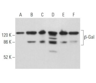 β-Gal抗体 (B-12) | SCBT - Santa Cruz Biotechnology