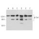 western blotting image from recommended β-Gal (B-12) monoclonal antibody replacement. Image 354869