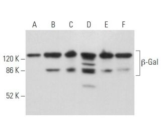 western blotting image from recommended &beta;-Gal (B-12) monoclonal antibody replacement. Image 354869