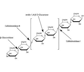 β-Glucosidase | CAS 9001-22-3 | SCBT - Santa Cruz Biotechnology