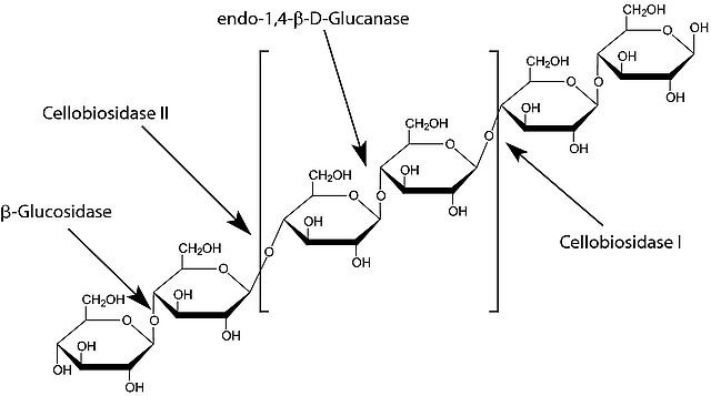 β-Glucosidase | CAS 9001-22-3 | SCBT - Santa Cruz Biotechnology