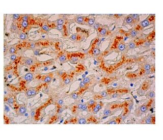 &beta;-glucuronidase Antibody (E-11) - Immunohistochemistry - Image 313332 