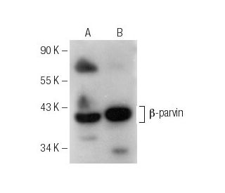 &beta;-parvin Antibody (D-2) - Western Blotting - Image 151636 