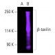 β-taxilin Antibody (A-5) - Western Blotting - Image 402090