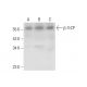 β-TrCP Antibody (C-6) - Western Blotting - Image 318358