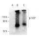 β-TrCP Antibody (C-6) - Western Blotting - Image 403833 