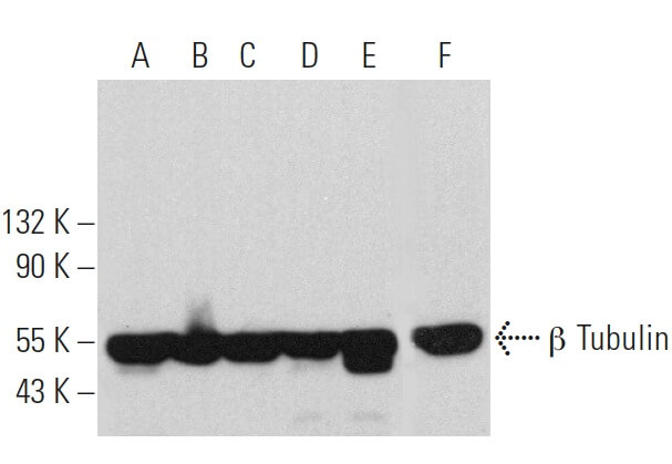 beta Tubulin Antibody 37 SCBT Santa Cruz Biotechnology