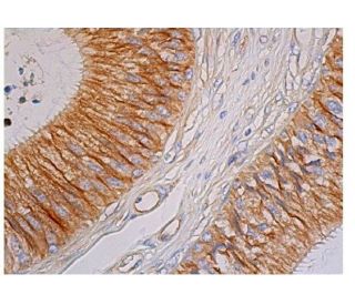 beta Tubulin Antibody 3F3 G2 SCBT Santa Cruz Biotechnology