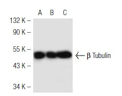 NO3 チョビ beta-tubulin-antibody-3f3-g2-