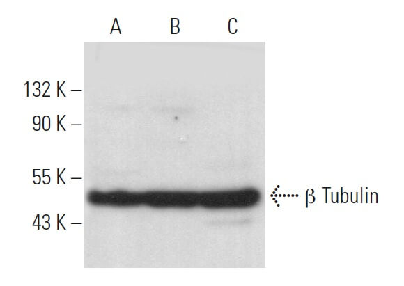 beta Tubulin Antibody 3F3 G2 SCBT Santa Cruz Biotechnology