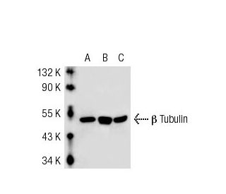 beta Tubulin Antibody D 10 SCBT Santa Cruz Biotechnology