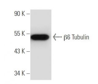 beta Tubulin Antibody D 10 SCBT Santa Cruz Biotechnology