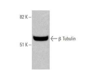 beta Tubulin Antibody D 10 SCBT Santa Cruz Biotechnology