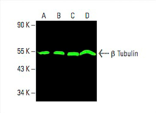 beta Tubulin抗体(D-10) | SCBT - Santa Cruz Biotechnology