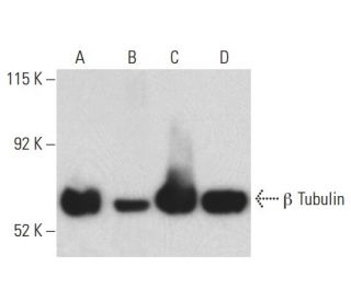 western blotting image from recommended beta Tubulin (E-10) monoclonal antibody replacement. Image 398128