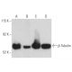 western blotting image from recommended beta Tubulin (E-10) monoclonal antibody replacement. Image 398128