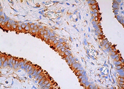 KUNIページ beta Tubulin Antibody (F-1) | SCBT - Santa Cruz Biotechnology