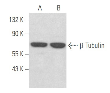 KUNIページ beta Tubulin Antibody (F-1) | SCBT - Santa Cruz Biotechnology