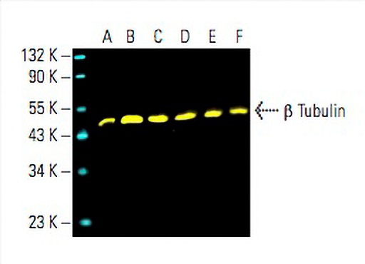 beta Tubulin Antibody (F-1) | SCBT - Santa Cruz Biotechnology