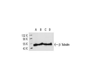 beta Tubulin Antibody G 8 SCBT Santa Cruz Biotechnology