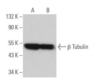 beta Tubulin Antibody G 8 SCBT Santa Cruz Biotechnology