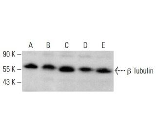 beta Tubulin Antibody (JDR.3B8) | SCBT - Santa Cruz Biotechnology