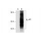 beta 2 Adrenergic Receptor/ADRB2/β2-AR Antibody (E-3) - Western Blotting - Image 144834