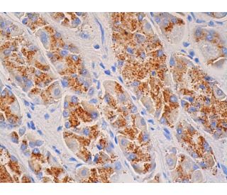 immunohistochemistry image from recommended beta 2 Adrenergic Receptor/ADRB2/&beta;2-AR (E-3) monoclonal antibody replacement. Image 391587