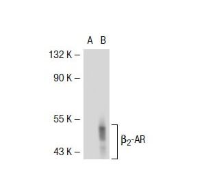 beta 2 Adrenergic Receptor ADRB2 2 AR Antibody R11E1 SCBT