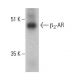 beta 3 Adrenergic Receptor/ADRB3/β3-AR Antibody (C-5) - Western Blotting - Image 363287 