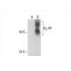 beta 3 Adrenergic Receptor/ADRB3/β3-AR Antibody (C-5) - Western Blotting - Image 393092