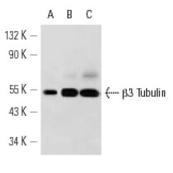 β3 Tubulin Antibody (TU-20): sc-51670