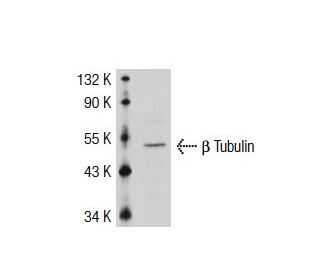 β3 Tubulin Antibody (TU-20) | SCBT - Santa Cruz Biotechnology