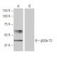 β3Gn-T2 Antibody (8G8) - Western Blotting - Image 64799