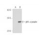 βB1-crystallin Antibody (H-3) - Western Blotting - Image 49903 
