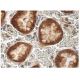 βENaC Antibody (D-3) - Immunohistochemistry - Image 156804 