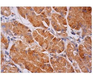 &beta;ENaC Antibody (E-10) - Immunohistochemistry - Image 284795 