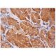 βENaC Antibody (E-10) - Immunohistochemistry - Image 284795 