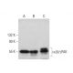 western blotting image from recommended α/β/γPAK (D-8) monoclonal antibody replacement. Image 381137
