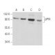 western blotting image from recommended βPIX (H-3) monoclonal antibody replacement. Image 357167