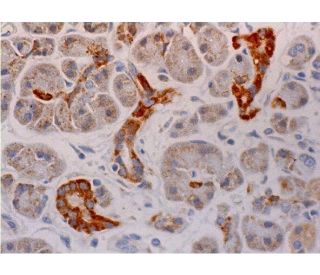 Bex1/2 Antibody (D-6) - Immunohistochemistry - Image 286304 
