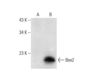 Bex2 Antibody (C-12) - Western Blotting - Image 304942